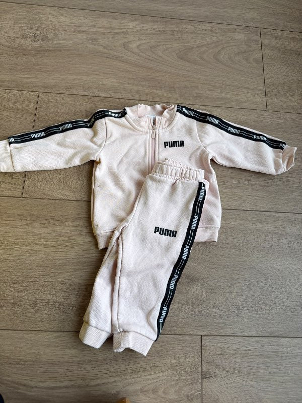 Puma galli
